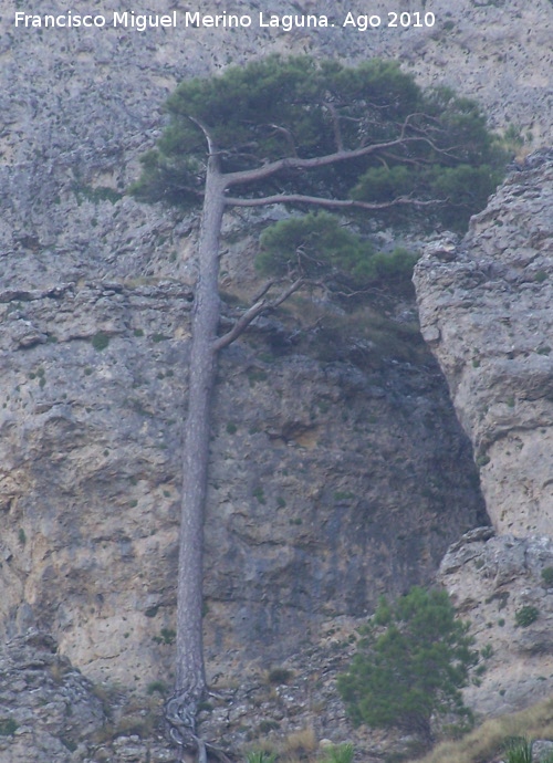 Pino laricio - Pino laricio. Cerro de Gontar - Santiago Pontones