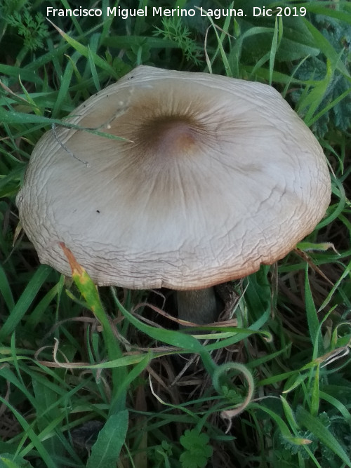 Senderuela - Senderuela. La Veleta - Los Villares