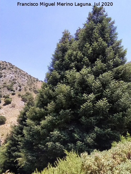Pinsapo - Pinsapo. Sierra de Grazalema