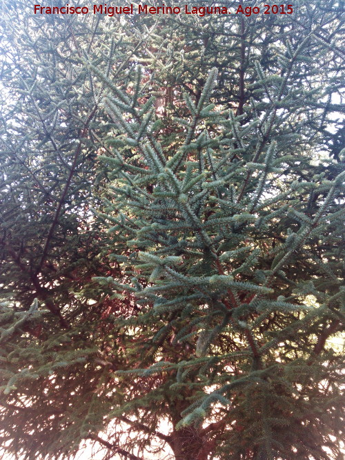 Pinsapo - Pinsapo. Prados Bajos - Campillo de Arenas