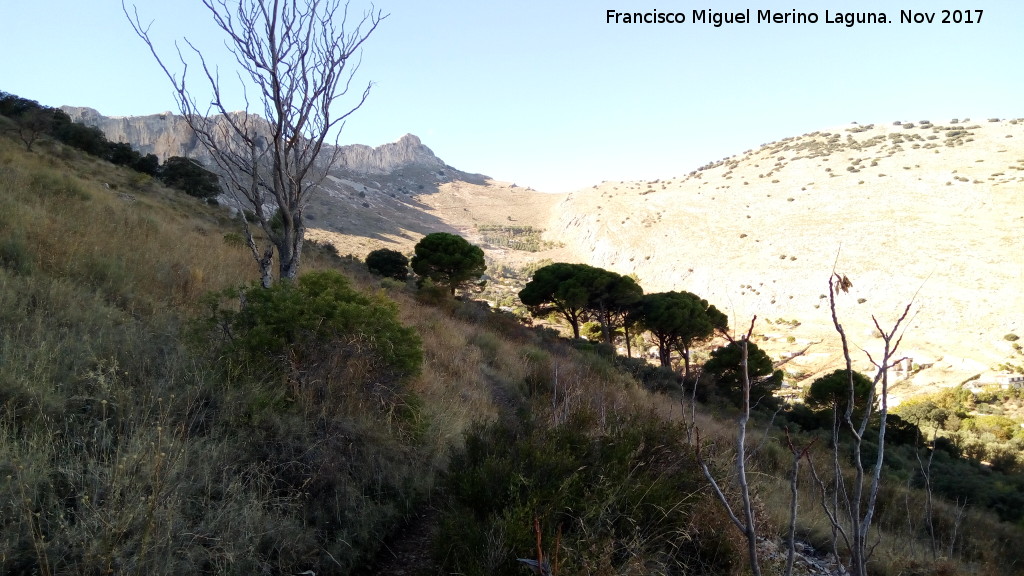 La Pea - La Pea. Pinar en la ladera norte