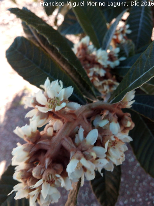 Nspero del Japn - Nspero del Japn. Flor. Otiar - Jan