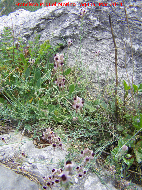 Linaria anticaria - Linaria anticaria. Cerro de la Harina - Alcaudete