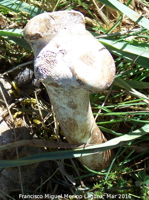 Curiosidades - Curiosidades. La primera vez que veo salir esto de la tierra. La Dehesa - Albanchez de Mgina