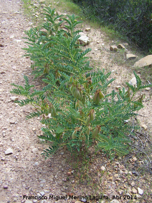 Garbancillo del diablo - Garbancillo del diablo. Sierra de Dornilleros - Fuencaliente