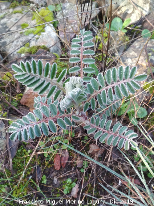 Garbancillo del diablo - Garbancillo del diablo. Cascada de la Cimbarra - Aldeaquemada