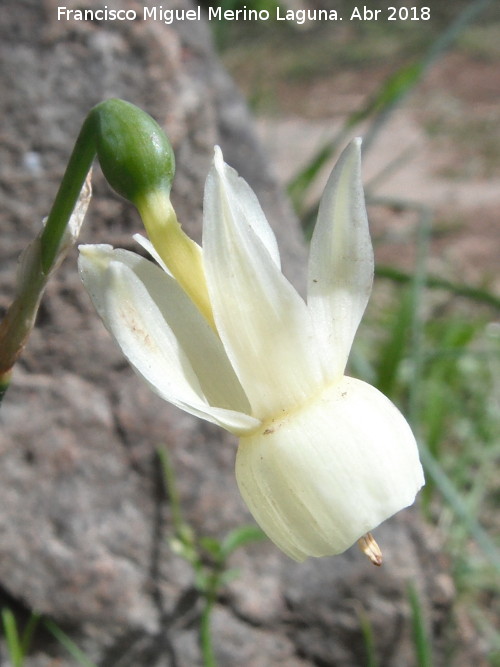 Narciso Junquillo plido - Narciso Junquillo plido. Cimbarrillo - Aldeaquemada