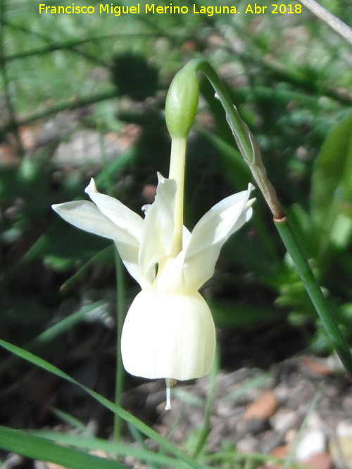 Narciso Junquillo plido - Narciso Junquillo plido. Cimbarrillo - Aldeaquemada