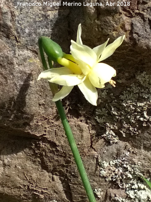 Narciso Junquillo plido - Narciso Junquillo plido. Cimbarrillo - Aldeaquemada