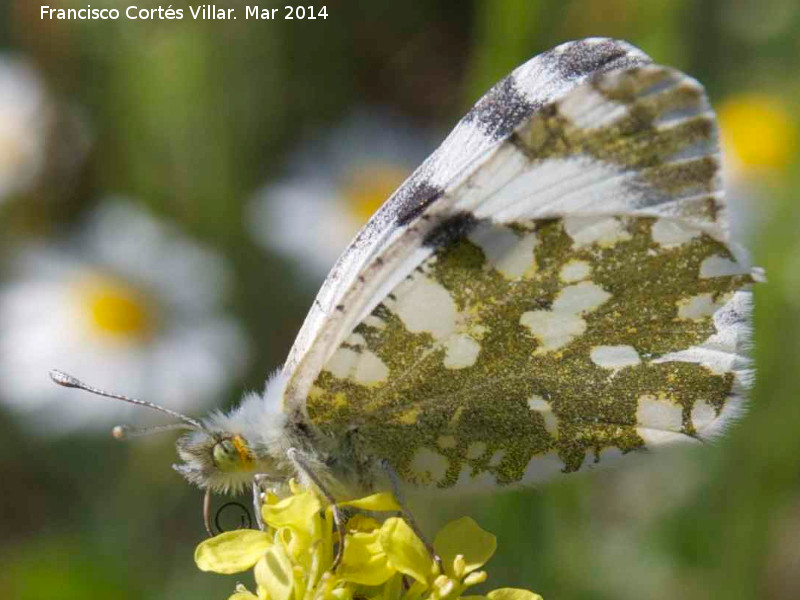 Mariposa Blanquiverdosa - Mariposa Blanquiverdosa. Giribaile - Vilches