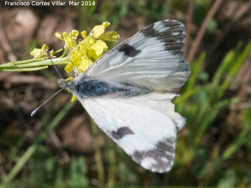 Mariposa Blanquiverdosa - Mariposa Blanquiverdosa. Giribaile - Vilches