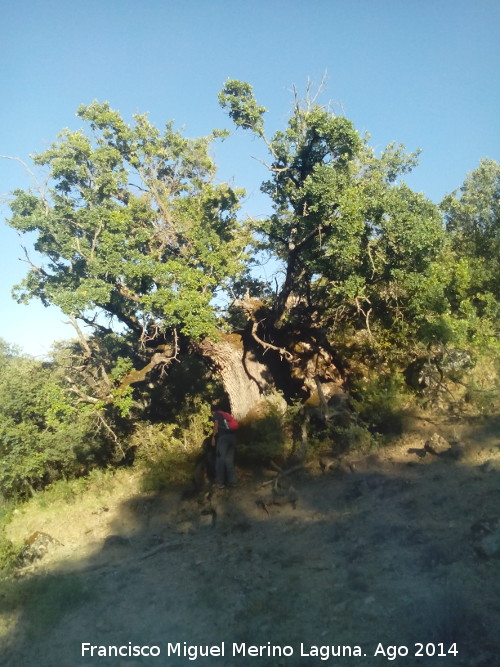 Quejigo - Quejigo. Moralejo - Valdepeas de Jan