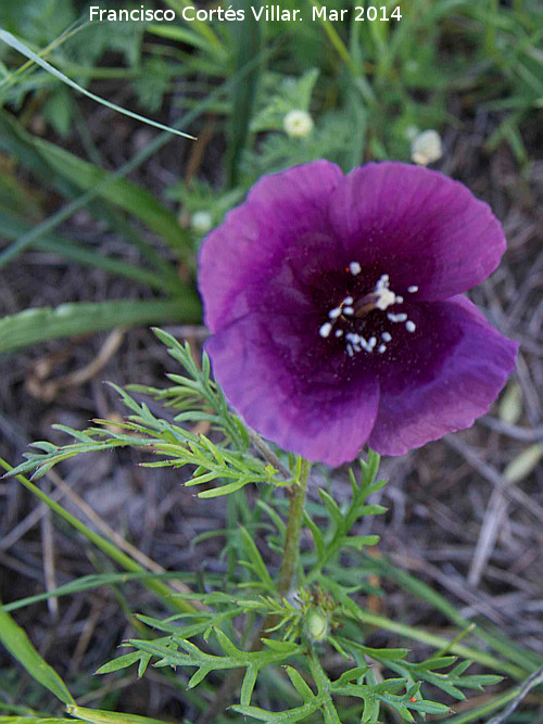 Amapola morada - Amapola morada. Giribaile - Vilches