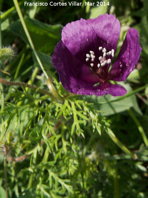 Amapola morada - Amapola morada. Giribaile - Vilches