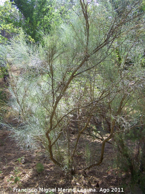 Retama - Retama. Pea del Olivar - Siles