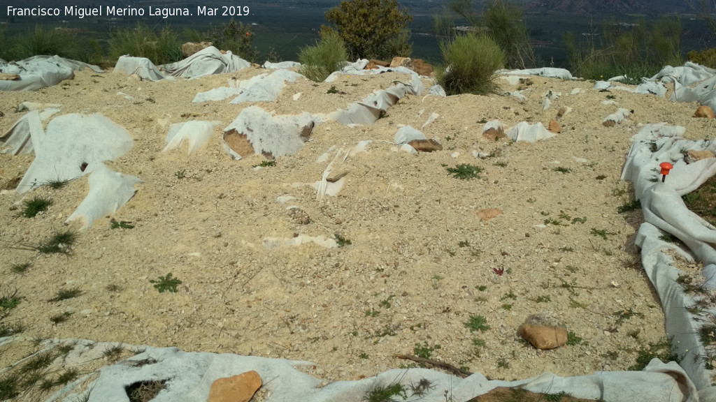 Oppidum de Giribaile. Necrpolis Baja - Oppidum de Giribaile. Necrpolis Baja. Excavacin arqueolgica protegida