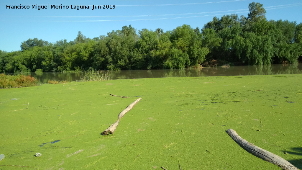 Lenteja de agua - Lenteja de agua. Presa de Casas Nuevas - Marmolejo