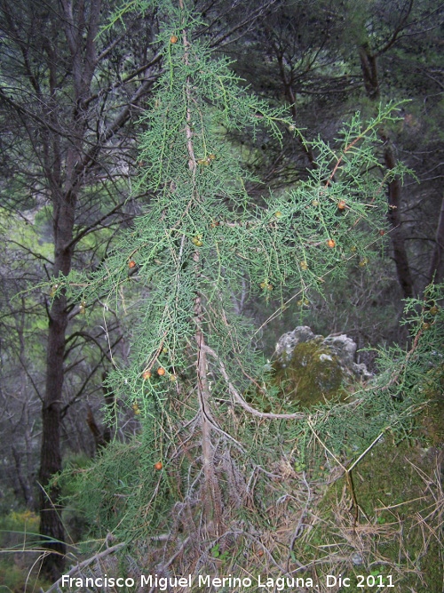 Sabina mora - Sabina mora. La Hoya - Jan