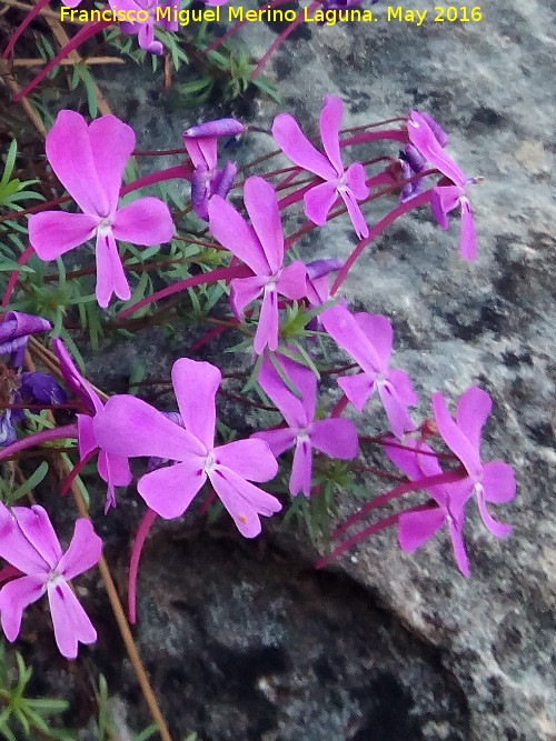 Violeta de Cazorla - Violeta de Cazorla. Banderillas - Santiago Pontones