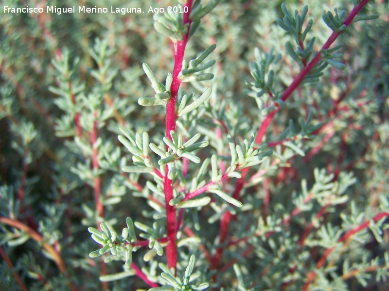 Salicornia - Salicornia. Toyo - Retamar