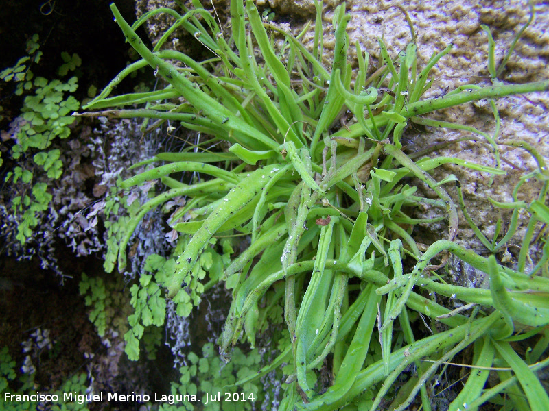 Grasilla - Grasilla. Travertinos del Ro Borosa - Santiago Pontones