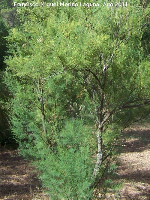 Tamarisco - Tamarisco. Pea del Olivar - Siles