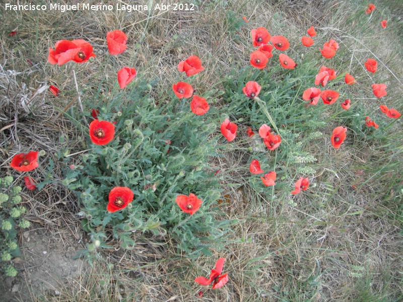 Amapola - Amapola. Antequera