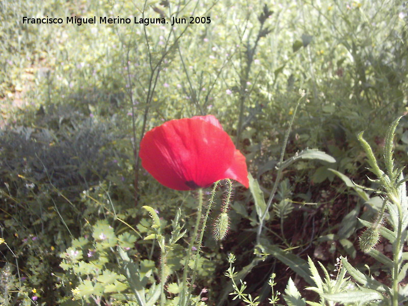 Amapola - Amapola. Caada de las Hazadillas (Jan)