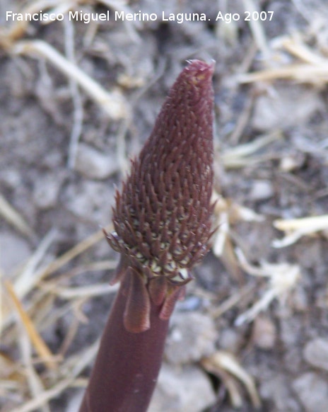 Gamn de montaa - Gamn de montaa. Cerro La Veleta - Los Villares
