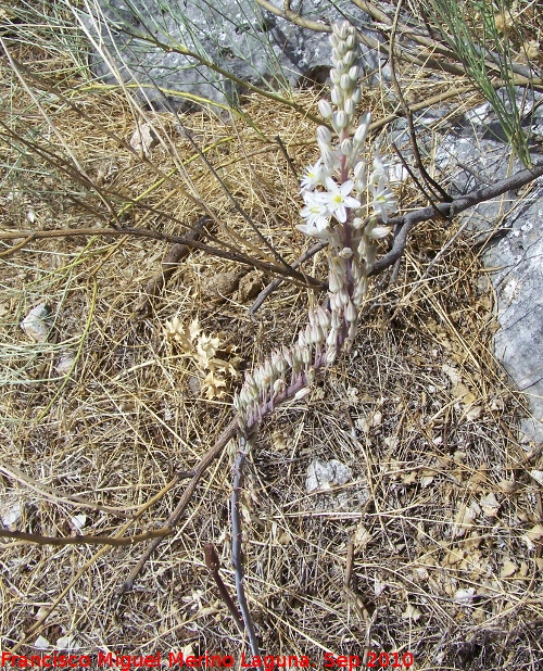 Gamn de montaa - Gamn de montaa. Pea de Martos - Martos