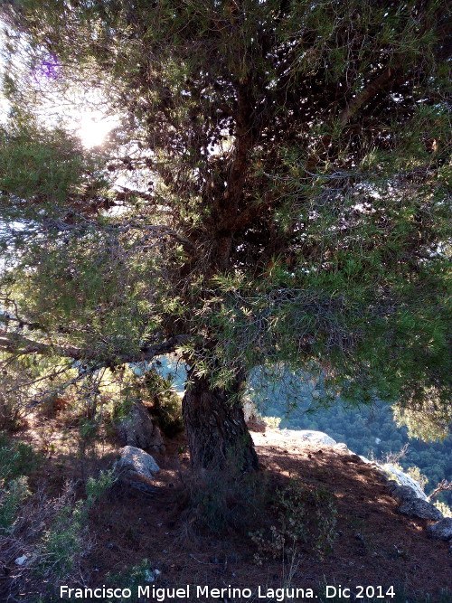 Cueva de la Solana - Cueva de la Solana. Pino de referencia