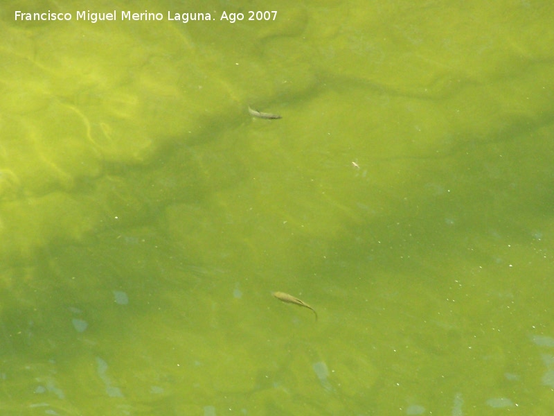 Ro Fro - Ro Fro. Peces a la altura del Puente Viejo