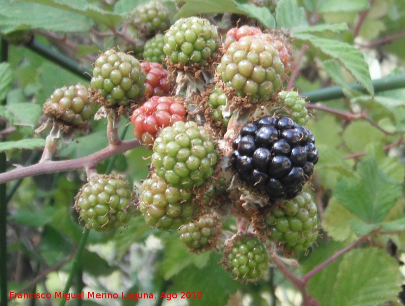 Zarzamora - Zarzamora. Moras. Prado Maguillo - Santiago Pontones