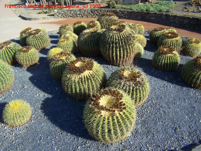 Cactus asiento de suegra - Cactus asiento de suegra. Benalmdena