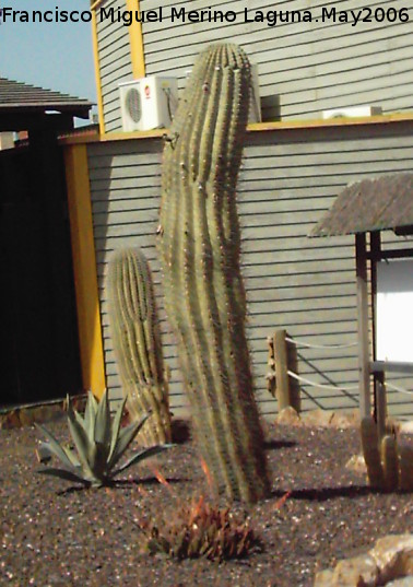 Cactus saguaro - Cactus saguaro. Tabernas
