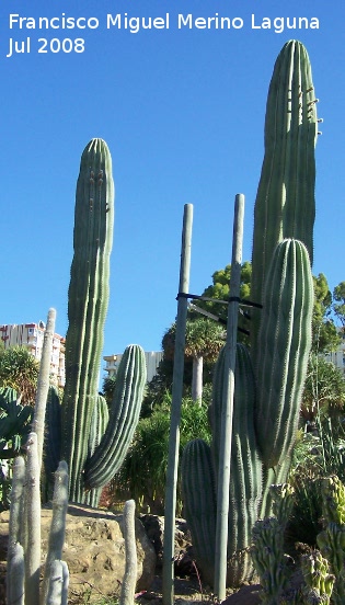 Cactus saguaro - Cactus saguaro. Benalmdena