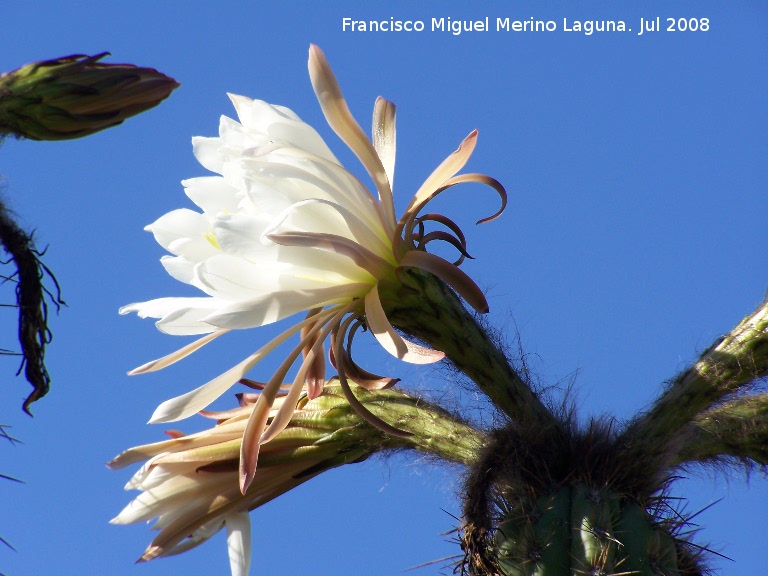 Cactus de San Pedro - Cactus de San Pedro. Benalmdena