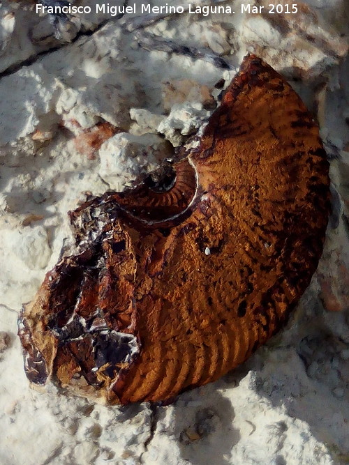 Rambla de los Collados - Rambla de los Collados. Ammonites