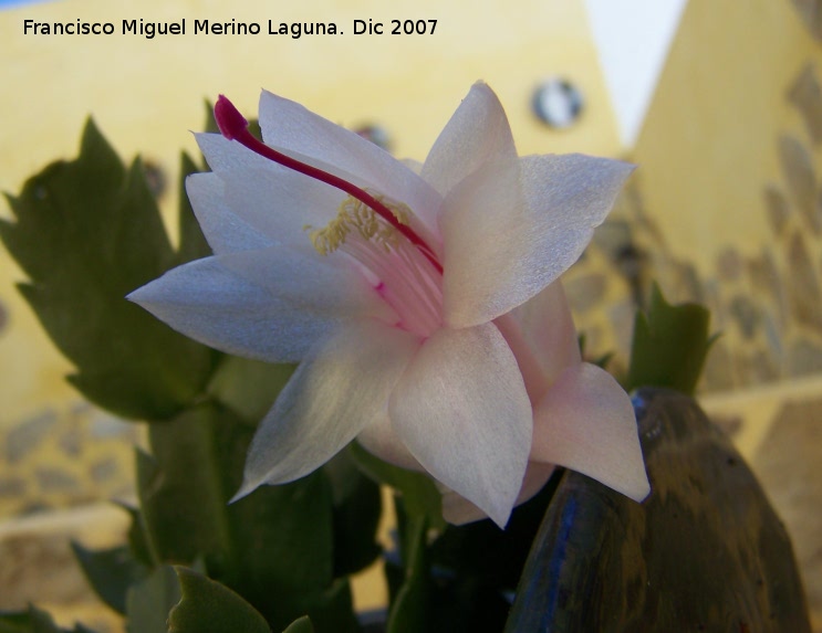 Cactus orqudea - Cactus orqudea. Los Villares