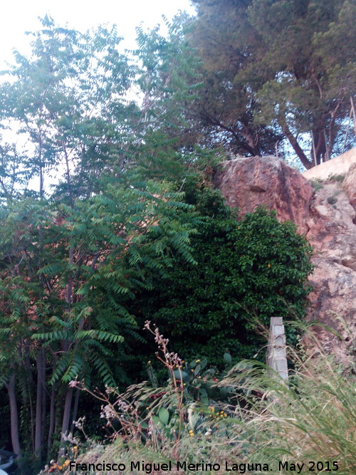 Cueva de la Alameda - Cueva de la Alameda. Pared donde se encuentra la cueva