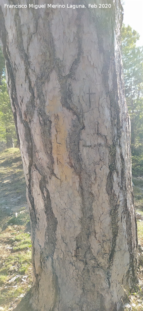 Pino de las Cruces - Pino de las Cruces. Pino peque�o de las Cruces, al otro lado del carril