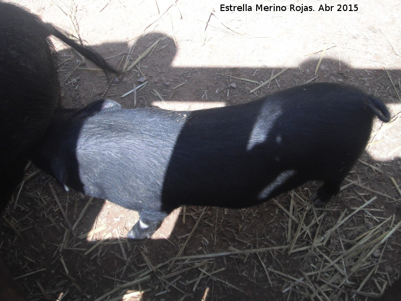 Cerdo - Cerdo. Zoo de Crdoba