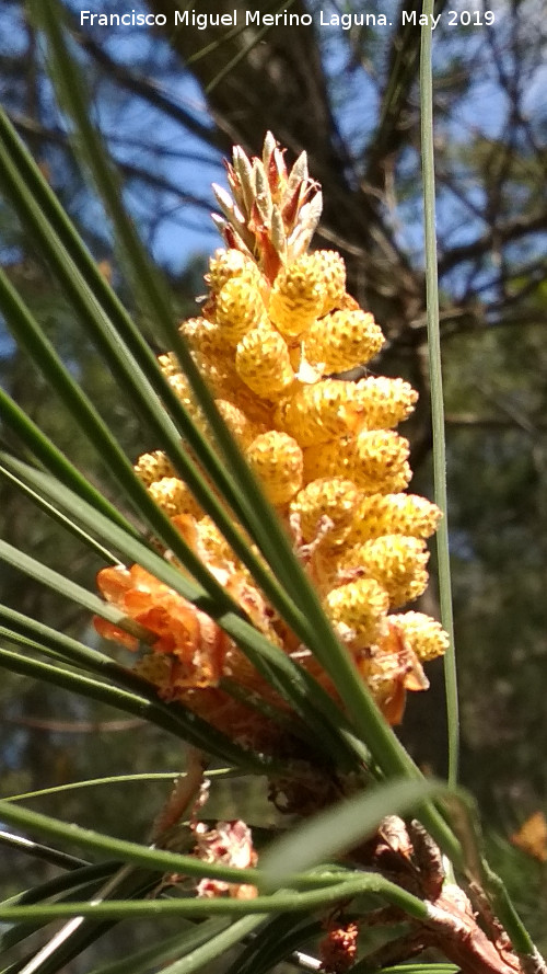 Pino carrasco - Pino carrasco. Flor macho. Cerro de la Laguna - Orcera