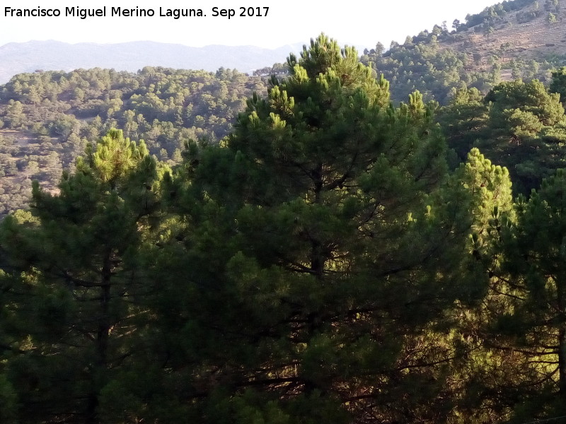 Pino carrasco - Pino carrasco. Mirador Paso del Aire - La Iruela