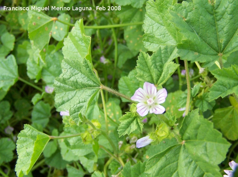 Malva enana - Malva enana. Jan