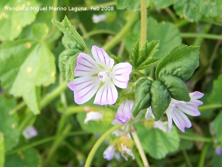 Malva enana - Malva enana. Jan