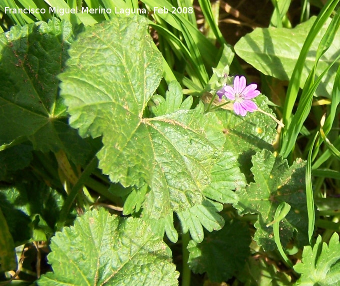 Malva enana - Malva enana. Navas de San Juan