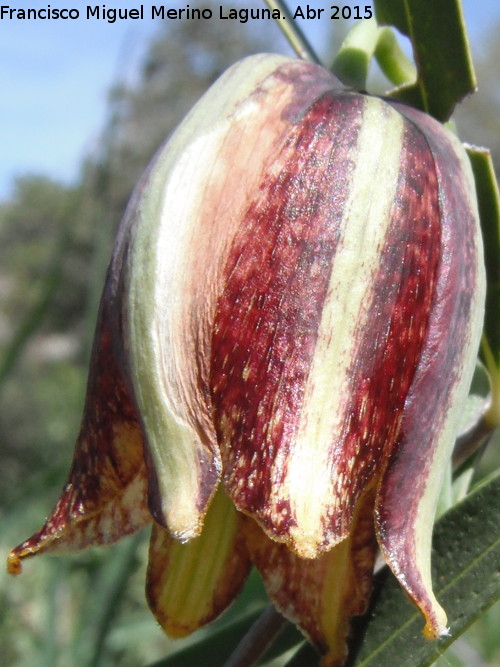 Meleagria - Meleagria. Collado de los Jardines - Santa Elena