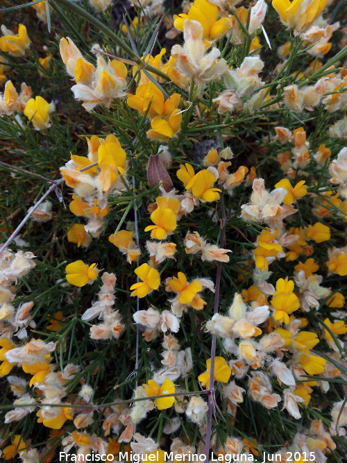 Piorno blanco - Piorno blanco. Flores. Cerrajn - Los Villares