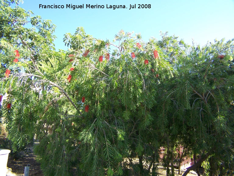 Limpiatubos - Limpiatubos. Benalmdena